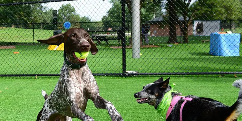 Artificial turf for Dogs