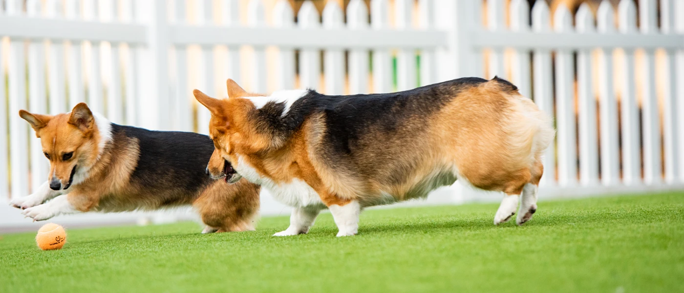Artificial turf for Dogs
